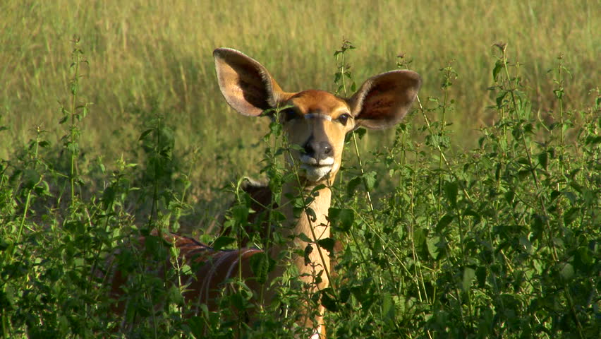 Header of reedbuck