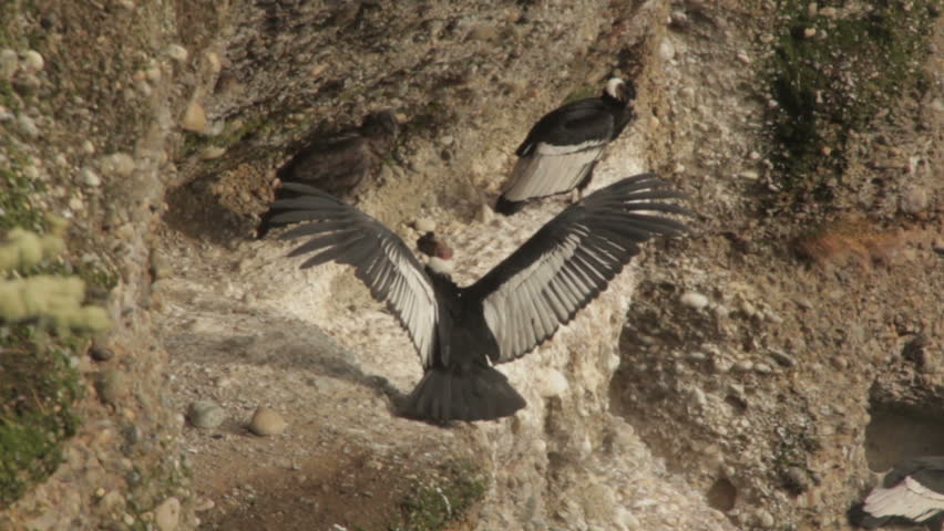 Header of condor