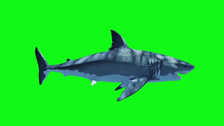 Header of swim