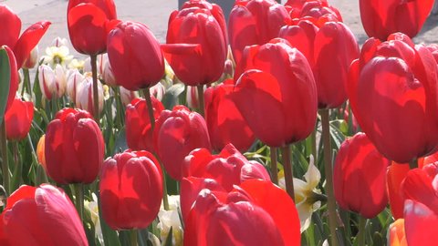 Looping Vibrant Red Tulips Sway Stockvideos Filmmaterial 100