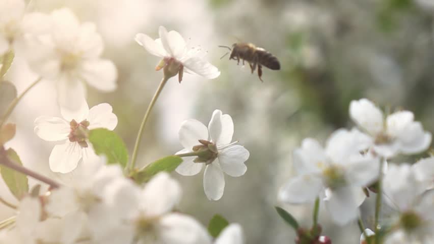 Header of fly