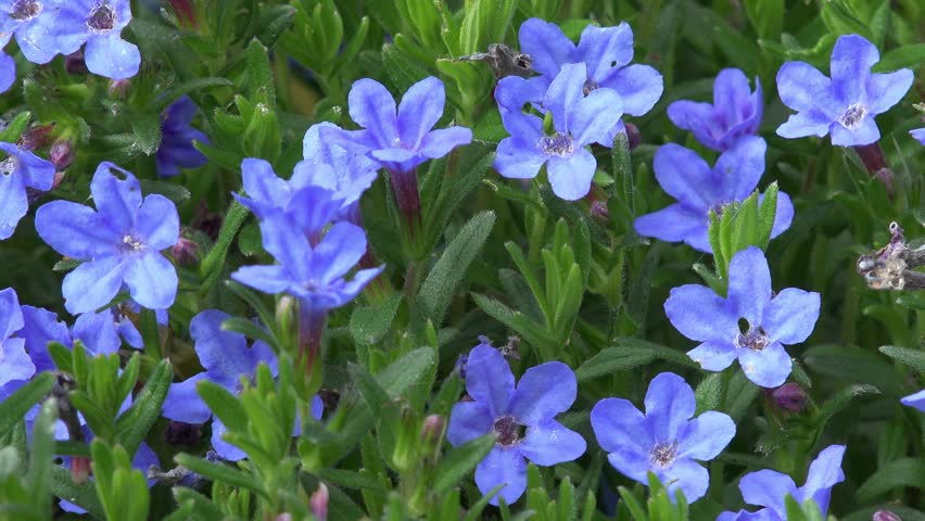 Header of shrubby