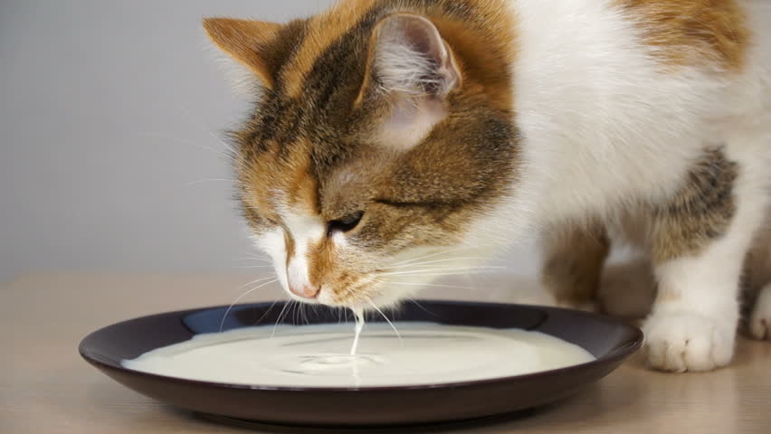 Kittens Drinking Milk Video Kittens Drinking Milk Video