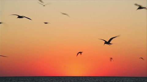 Khung cảnh của những chú chim bay trên bầu trời xanh ngắt vô cùng đẹp mắt và lãng mạn. Hãy cùng đắm chìm trong nó và cảm nhận sức sống của cuộc sống.