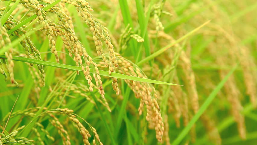 Paddy Field Stock Footage Video 