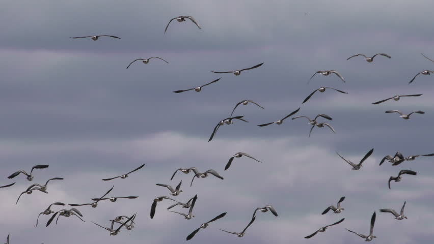 Close up of a Canadian Goose taking flight image - Free stock photo ...