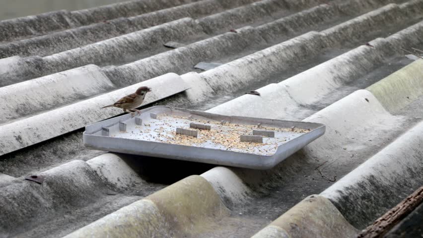 Sparrows Bird Eating Seed In Tray On The Old Roof Stock A Sparrow Bird Fast Eating Seed In Tray On The Old Roof Alone 4k