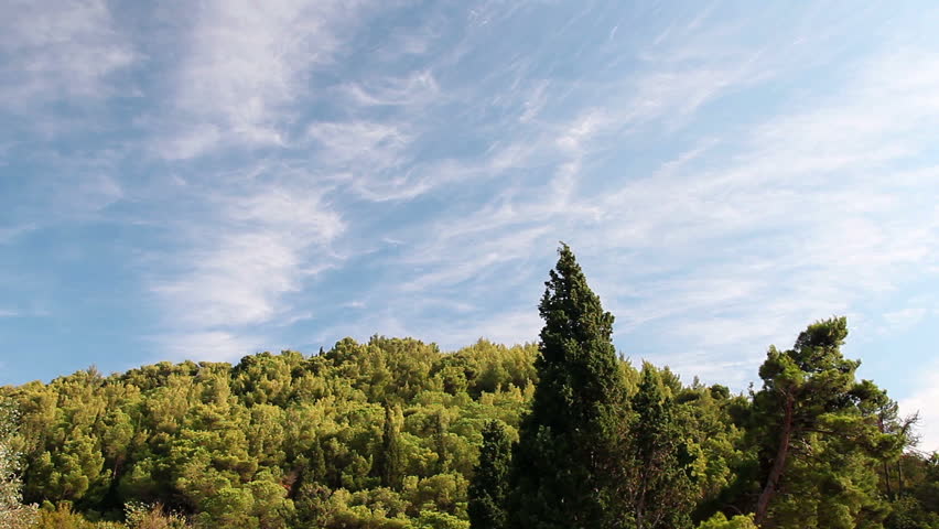 Stock video of majestic pine trees on blue sky | 2777834 | Shutterstock