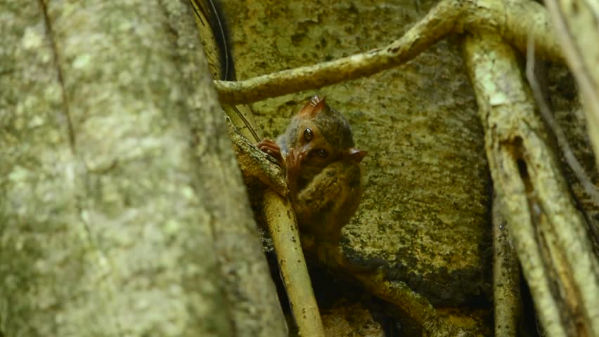 Header of tarsier