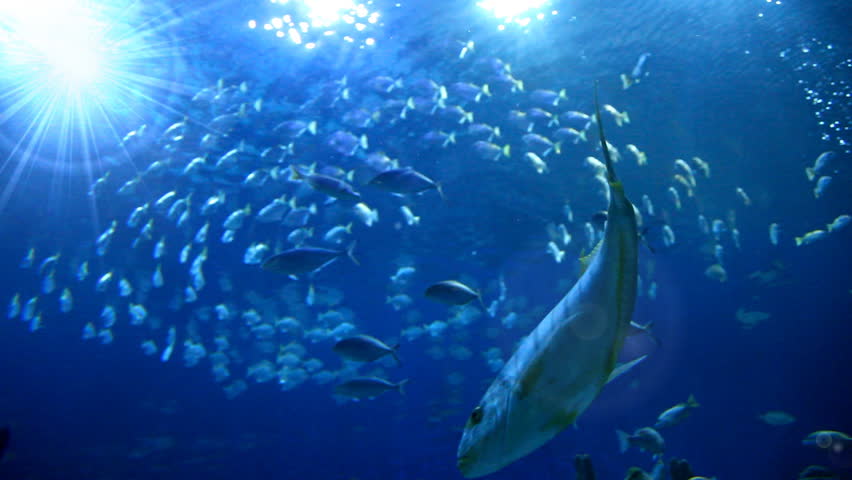 Diving Bottom View Of Tropical Fishes Swimming In Blue Ocean With ...