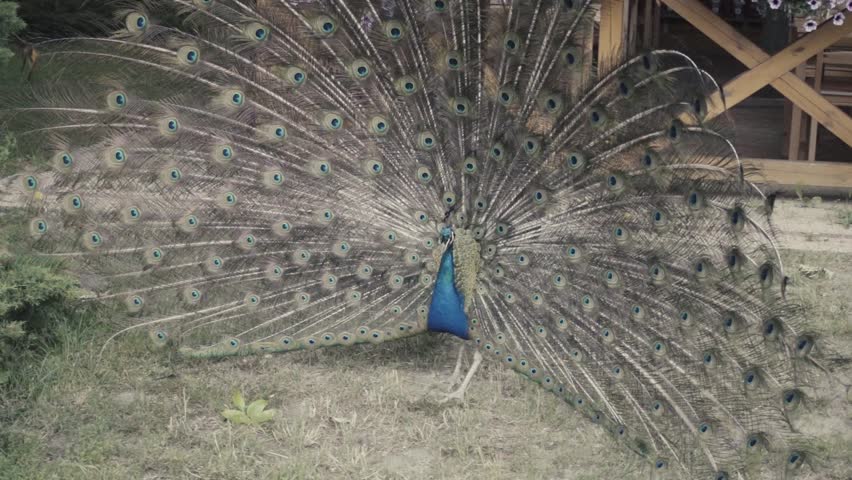 Header of Afropavo