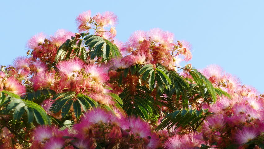 Bright Blooming Flowers Of Albizia Stock Footage Video 100 Royalty Free 28311154 Shutterstock Bright Blooming Flowers Of Albizia Stock Footage Video 100 Royalty Free 28311154 Shutterstock
