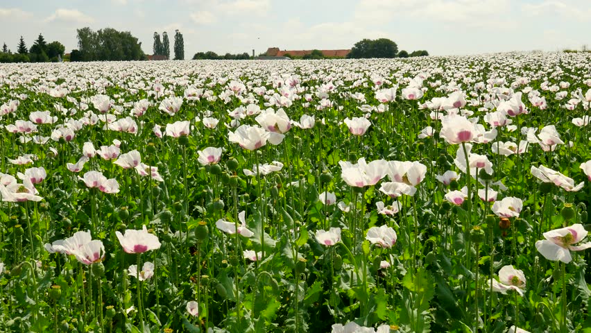 4k00 34poor Harvest Of Poppy Seed View Over White Poppy Field