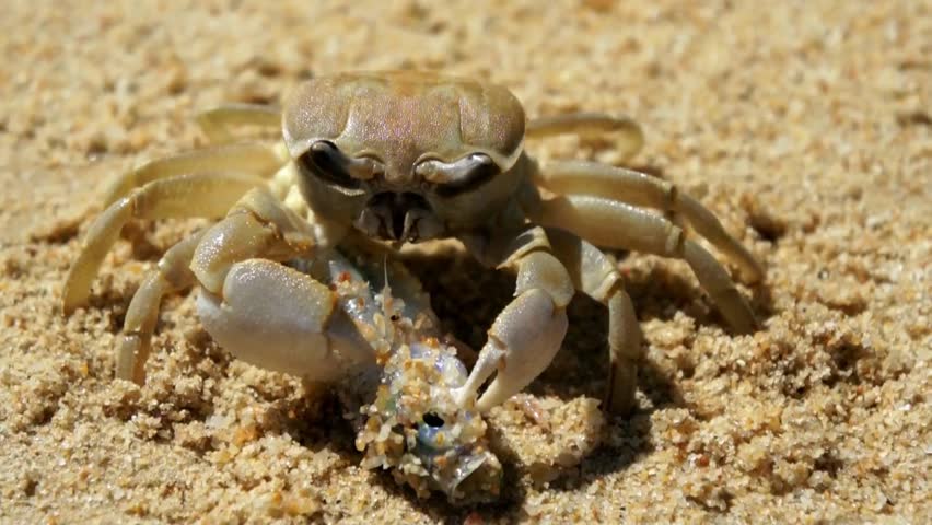 Large Crab Eats a Fish Stock Footage Video (100% Royalty-free) 2846524