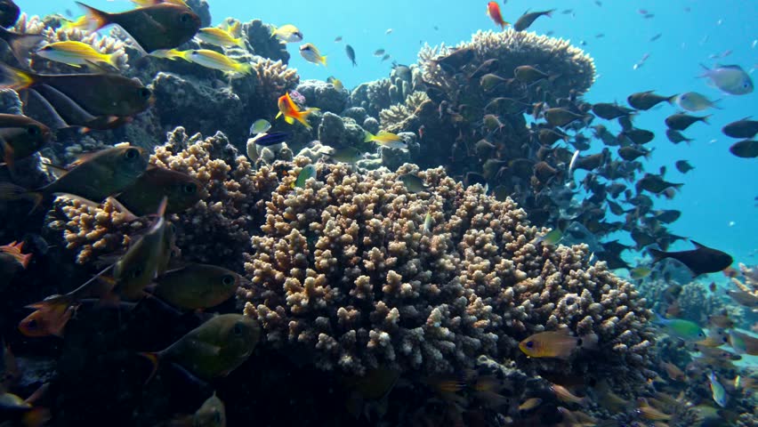 School Of Fishes Vanikoro Sweeper Swims Near Coral Reef In Red Sea Egypt 4k School Of Fishes Vanikoro Sweeper Swims Near Coral Reef In Red Sea Egypt 4k