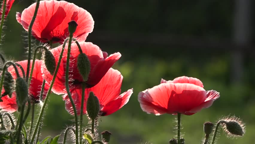 A Delicate Flower Poppy Buds Blossom In Stock Footage Video 100