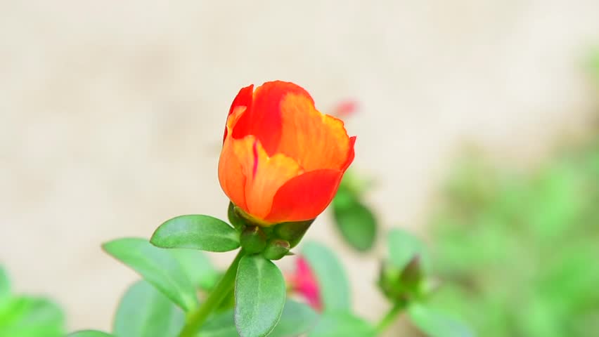 Header of safflower