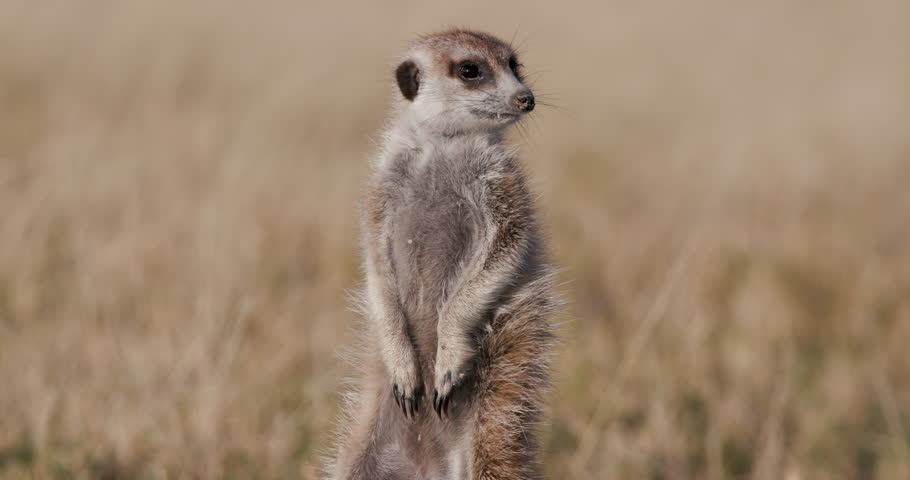 Meerkat Looking Out For Danger Stock Footage Video 5390870 | Shutterstock