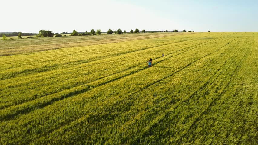 Field walk. Кукурузное поле. Над кукурузным полем. Пролетая над кукурузным полем.