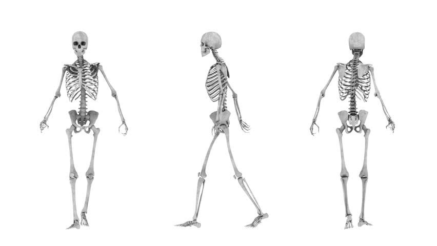 Walking Skeleton Stock Footage Video 31678 | Shutterstock