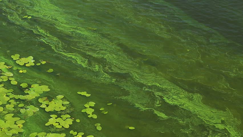 К чему снится зеленая вода. Байкал водоросли спирогиры.