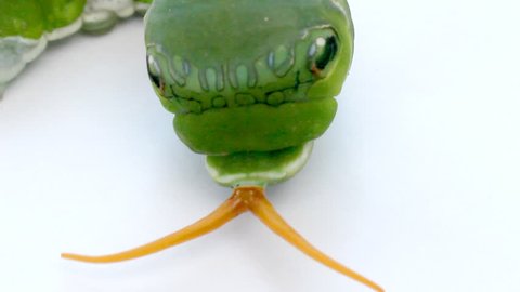 Зеленый червь оригинал. Зеленый Астраханский червь.