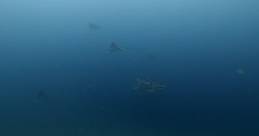 Header of eagle ray