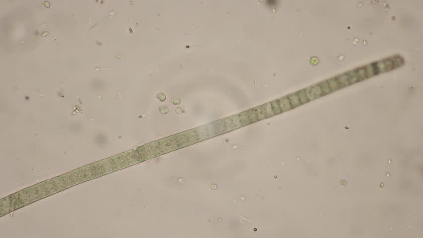 Header of cyanobacterium
