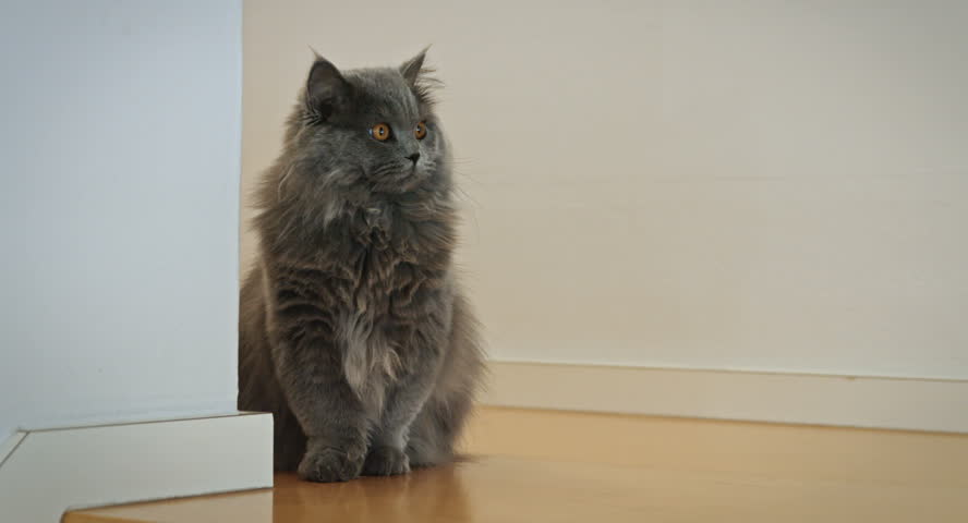 A Grey British Longhair Cat Stock Footage Video 100 Royalty Free
