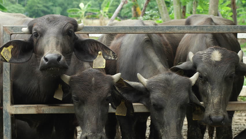 World’s 1st parent-wise genome for water buffaloes developed
