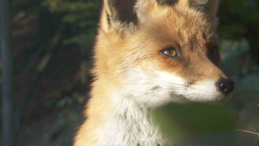 A Red Fox image - Free stock photo - Public Domain photo - CC0 Images