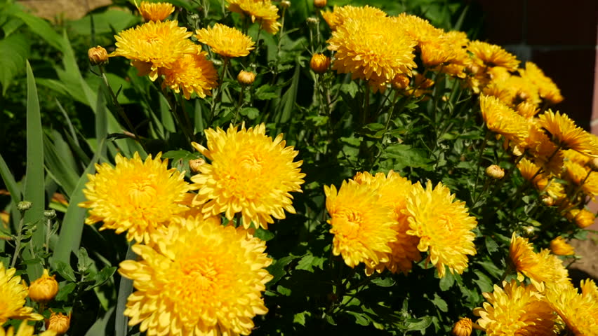 Header of chrysanthemum
