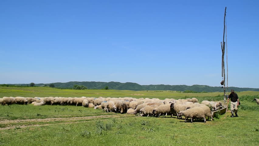 Header of cattleman