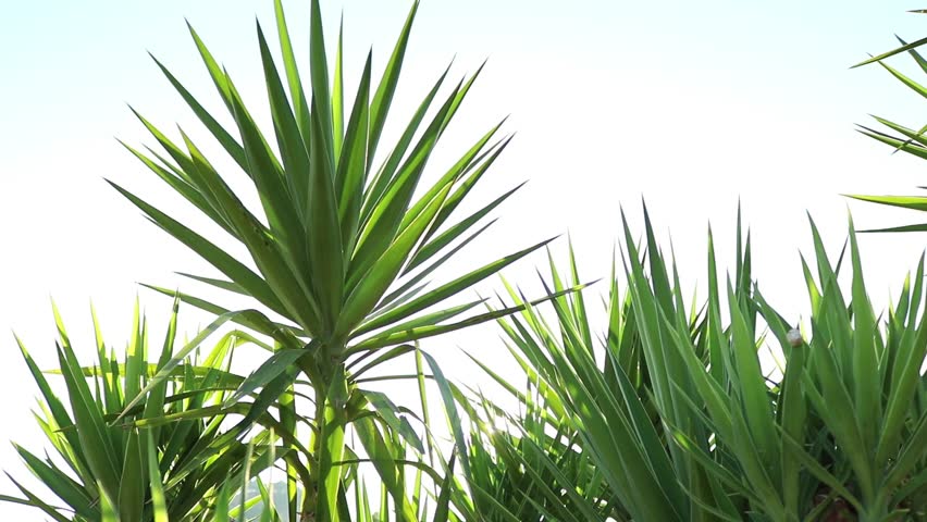 Header of pointy