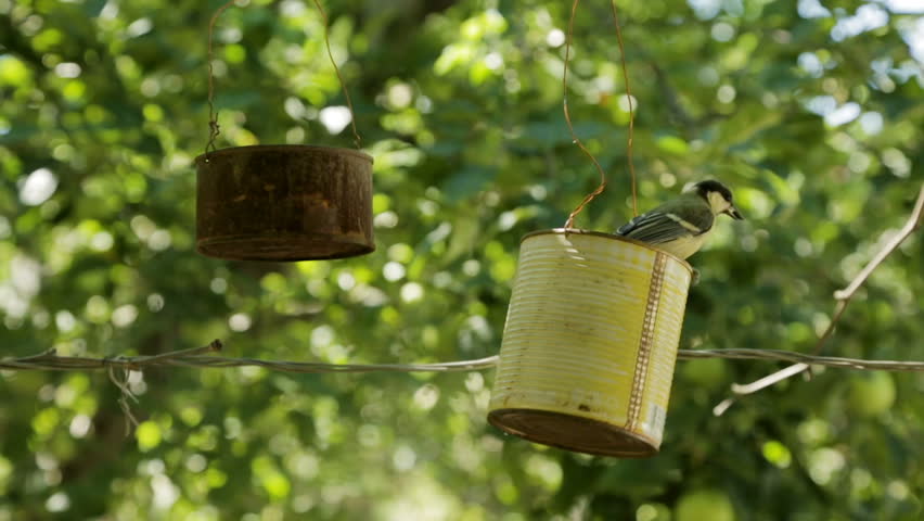 The Bird Pecks Seeds From Stock Footage Video 100 Royalty Free