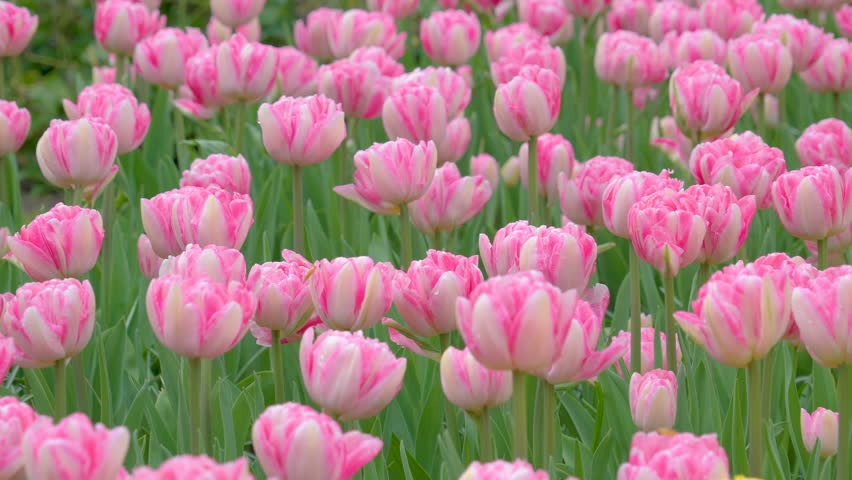 Low Angle Footage Of Bright Red Tulips And White Blossom