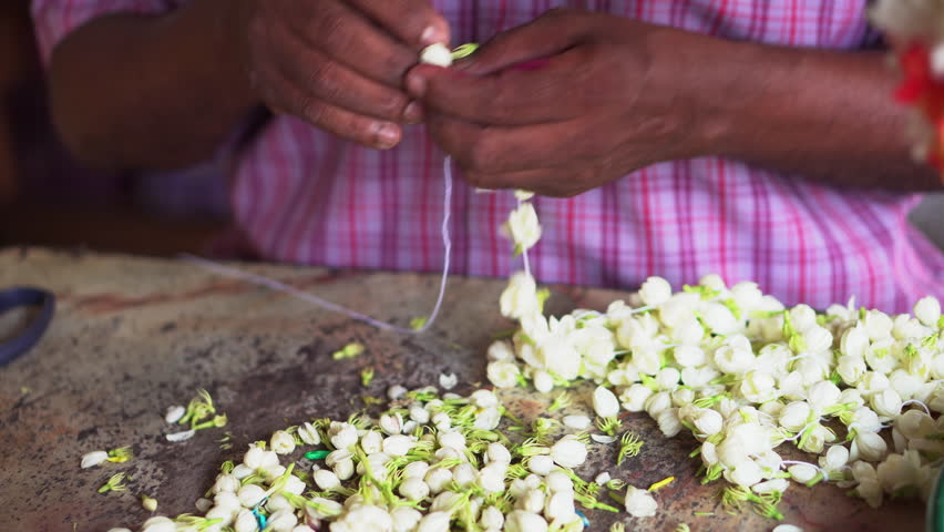 Malaysian Indian Doing Malligaipoo Flower Stock Footage Video