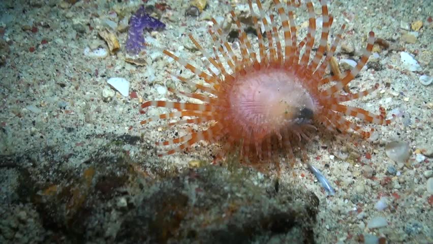 Fragile File Clam (limaria Fragilis) Stock Footage Video (100% Royalty ...