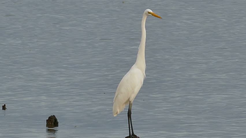 white heron question Start studying a white heron learn vocabulary, terms, and more with flashcards, games, and other study tools. white heron question Start studying a white heron learn vocabulary, terms, and more with flashcards, games, and other study tools.