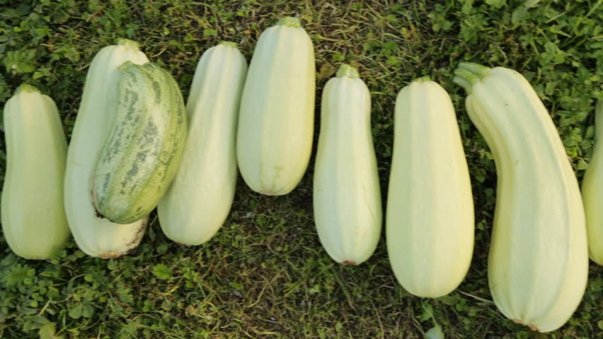Header of marrow