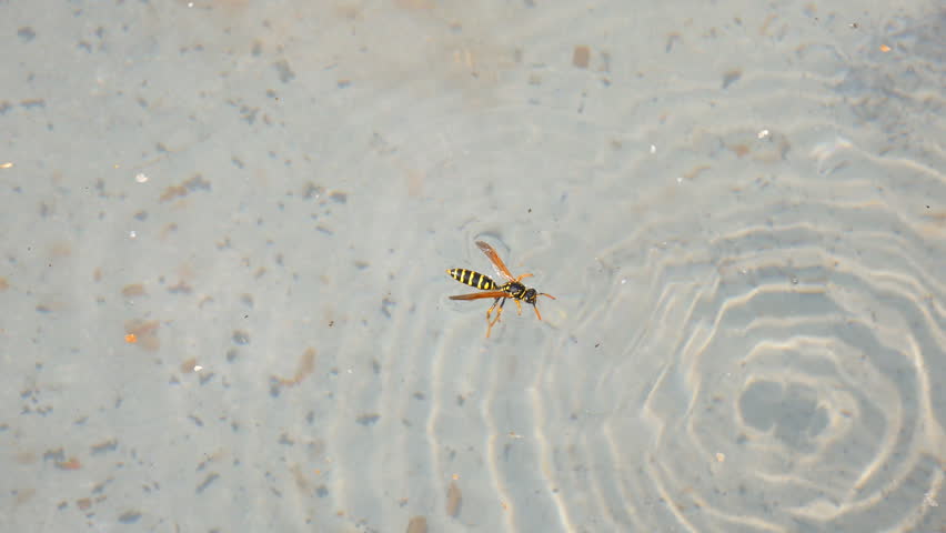 Header of Drowning