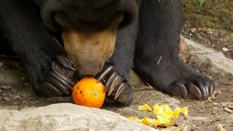 sun bear eating