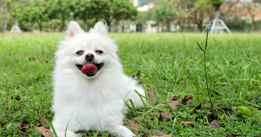 Droll Pomeranian Mix Chihuahua White
