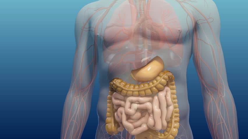 transition of realistic 3D human model from gross anatomy of the human body with digestive system highlighted to the heart with focus on pumping action and flow of red blood cells through vessel