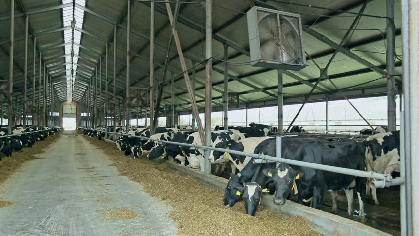 Milk Cow In Modern Barn Milk Cows Feeding Cows In Barn On