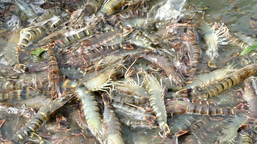 Image result for Prawn harvesting