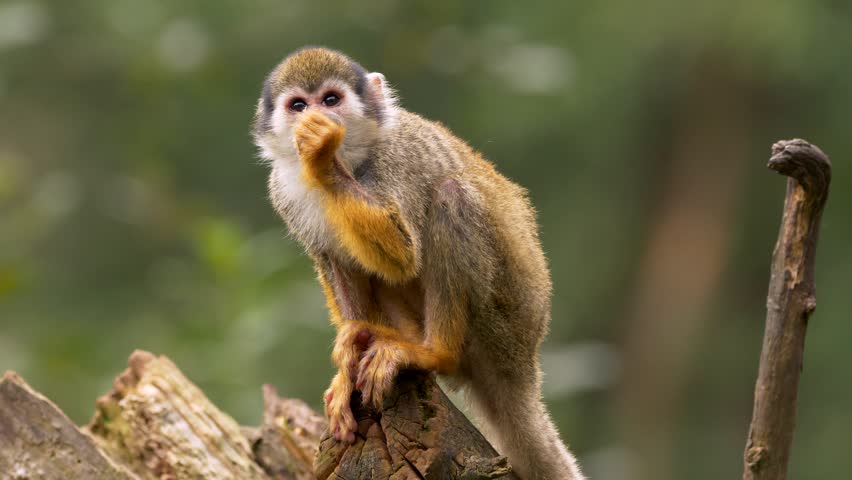 Common Squirrel Monkey (Saimiri Sciureus) Stock Footage Video 31596697 ...