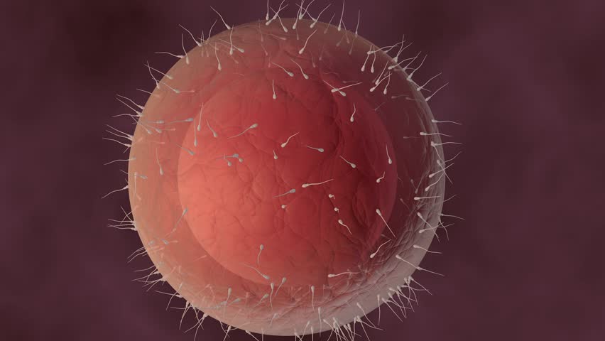 Header of ovum