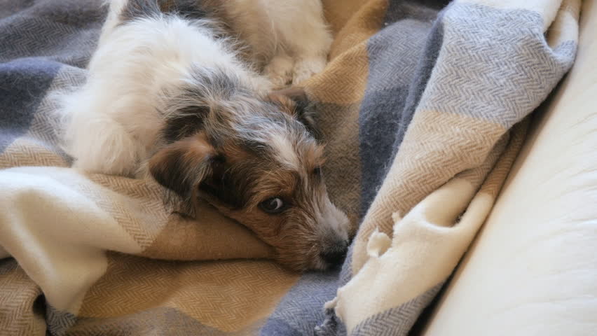 4k00 11birds Eye View Of A Scruffy Jack Russell Terrier Napping On A