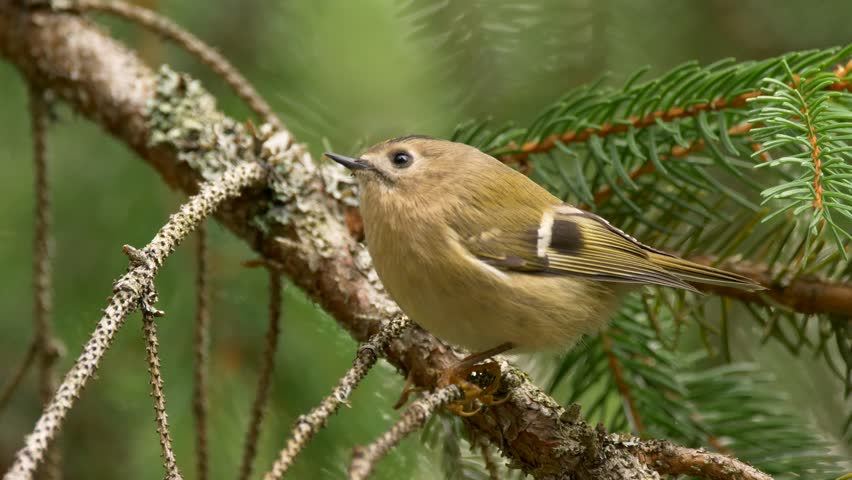 Header of goldcrest